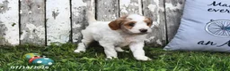 Goldendoodle dogs for sale: Lass   - Ad 5