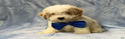 Bichpoo dogs for sale: Hercules - Ad 3
