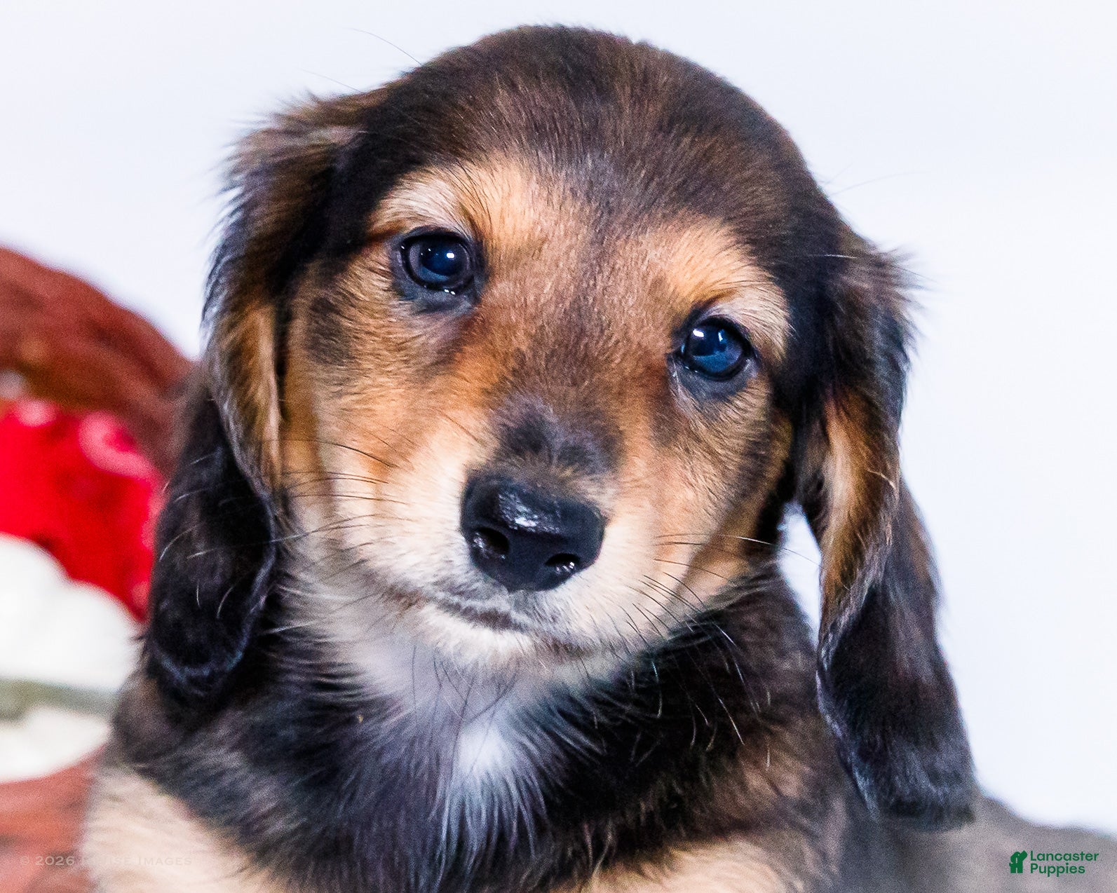 Miniature Dachshund dogs Nickolas - Ad 2