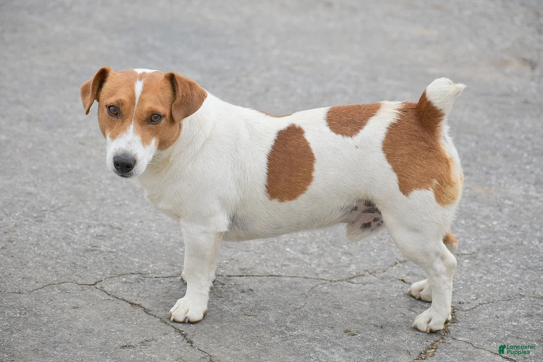 Jack Russell Terrier dogs for sale: Pearl - Ad 5