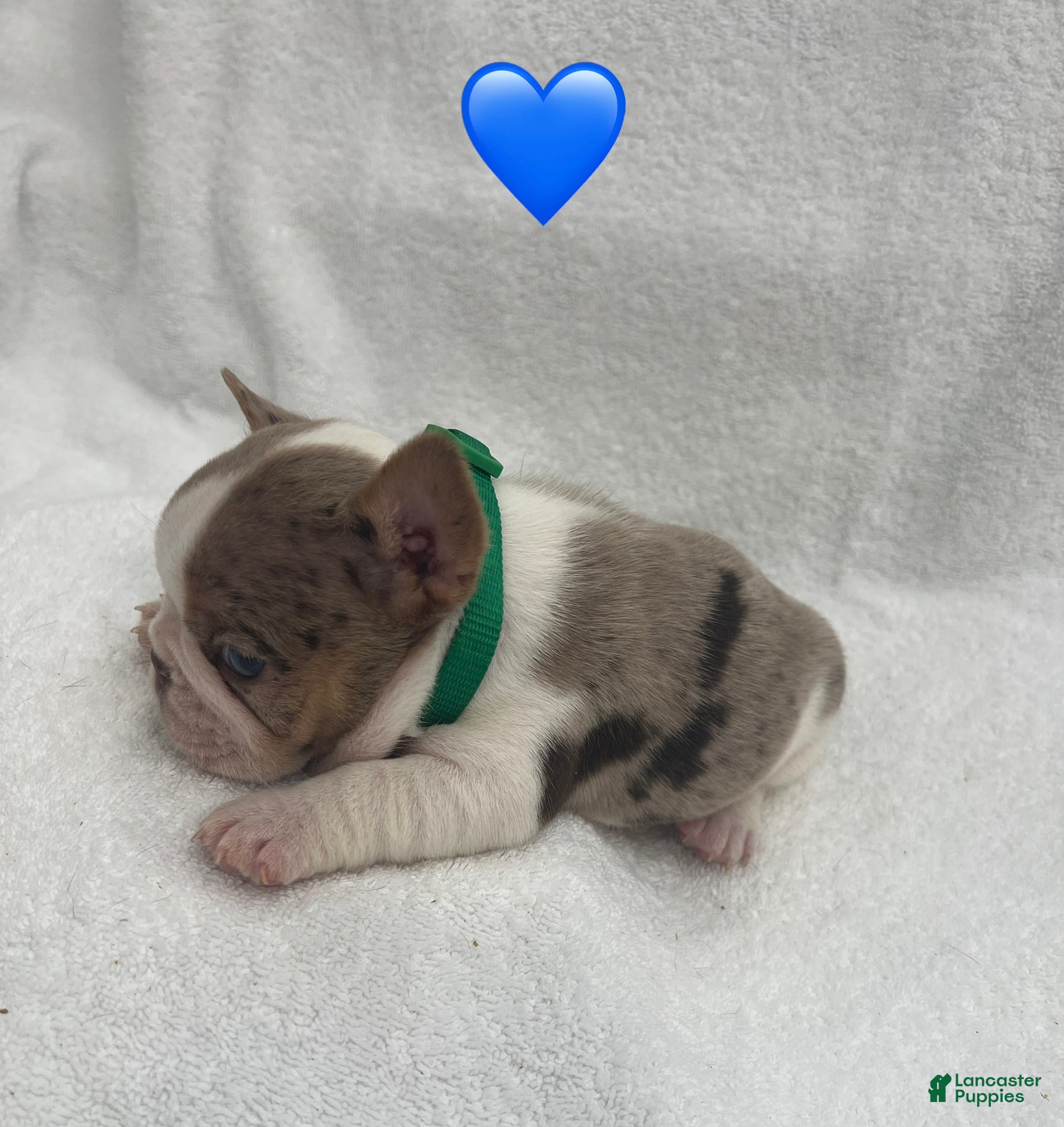 French Bulldog dogs for sale: French Bulldog - Brown/White Pied - Ad 17