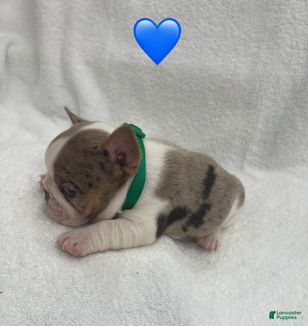 French Bulldog dogs for sale: French Bulldog - Brown/White Pied - Ad 1