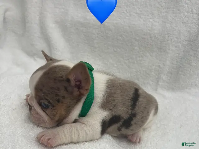 French Bulldog dogs for sale: French Bulldog - Brown/White Pied - Ad 17