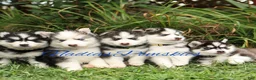 Pomsky dogs for sale: Pomsky GIRL with double blue eyes - Ad 2