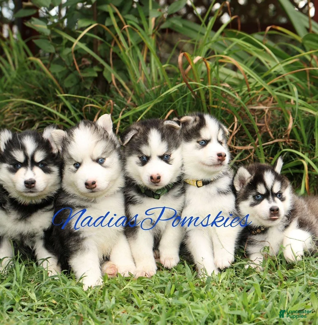 Pomsky dogs for sale: Pomsky GIRL with double blue eyes - Ad 2