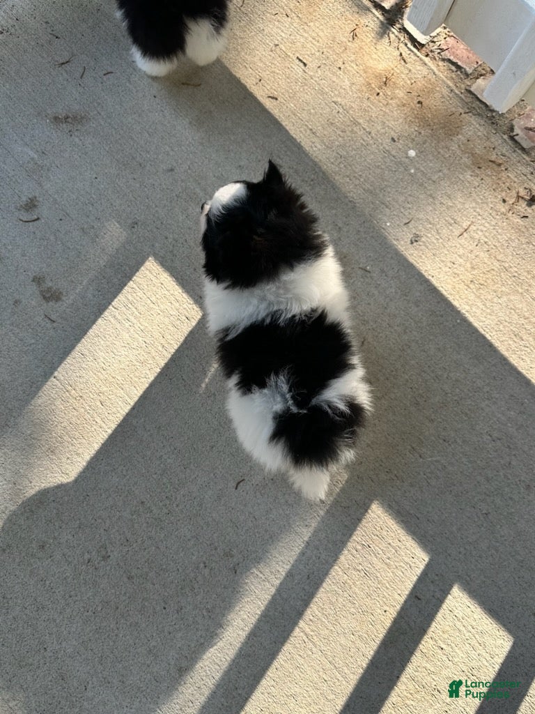 Pomeranian dogs Girl 2 - Ad 2