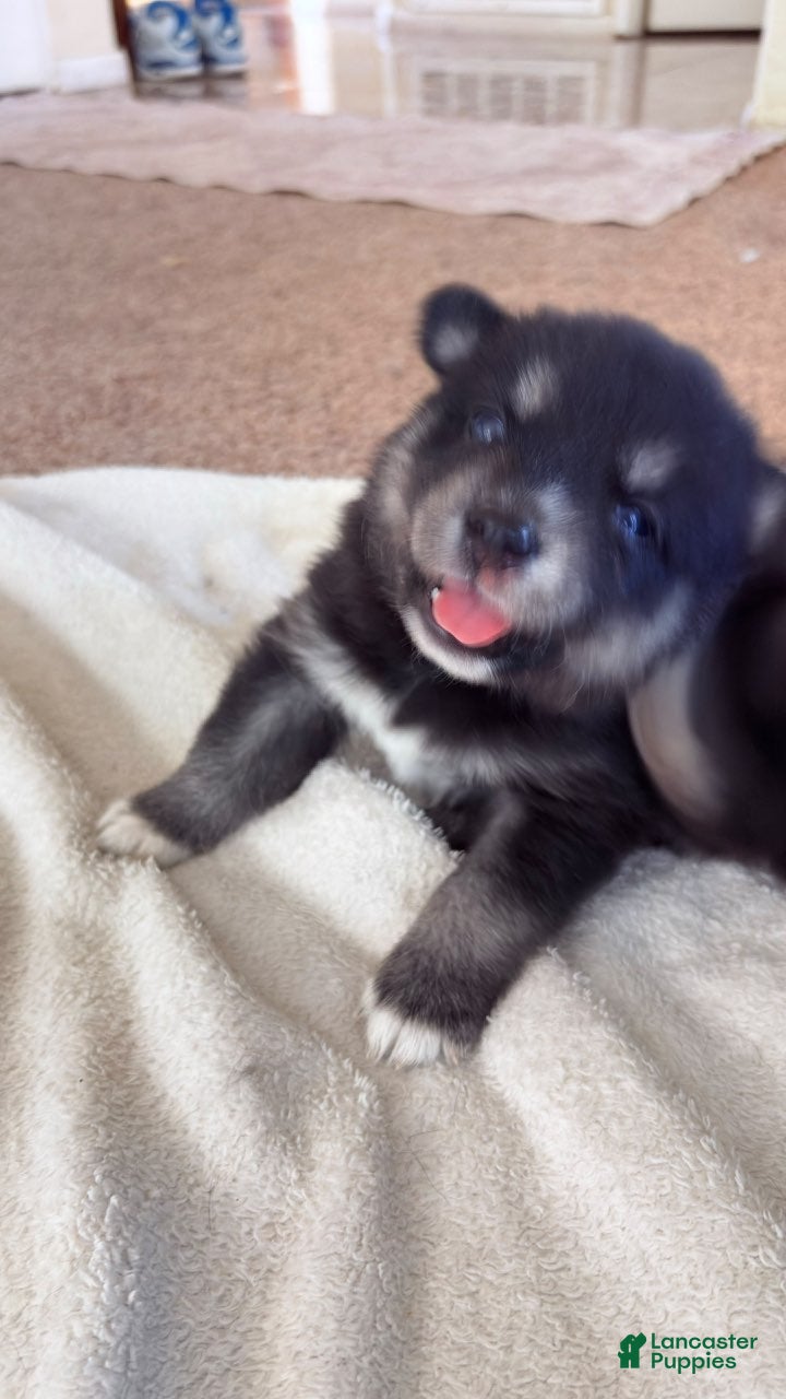 Pitsky dogs Boy 4 - Ad 4