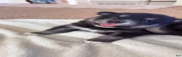 Pitsky dogs for sale: Boy 4 - Ad 1