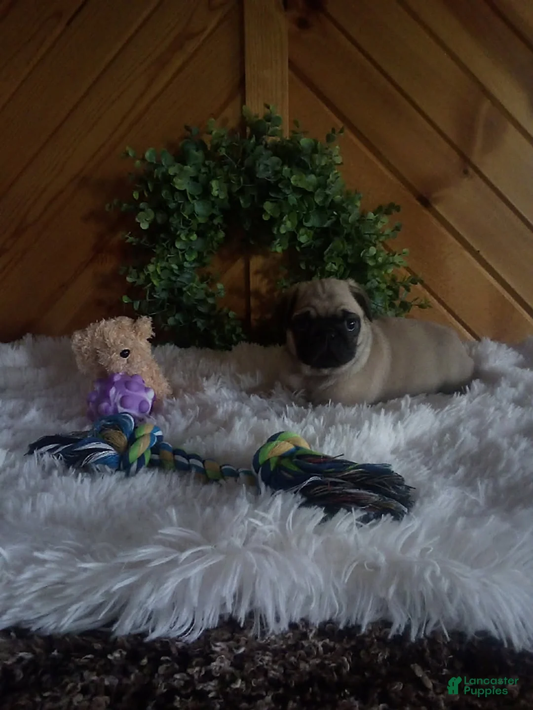 Pug dogs for sale: Bean - Ad 3