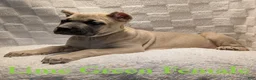 Cane Corso dogs for sale: Lime Green  - Ad 2