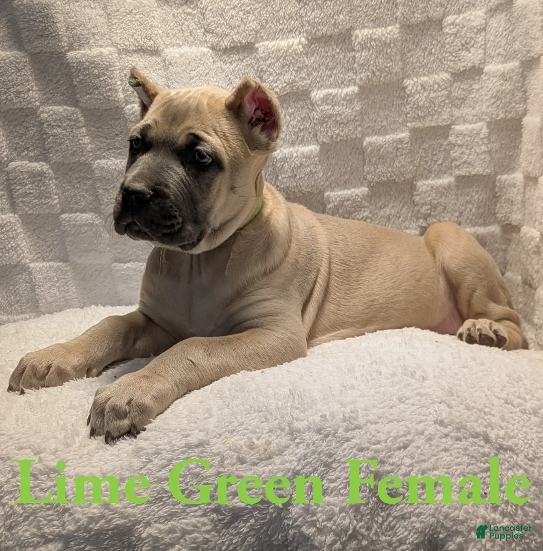 Cane Corso dogs for sale: Lime Green  - Ad 2