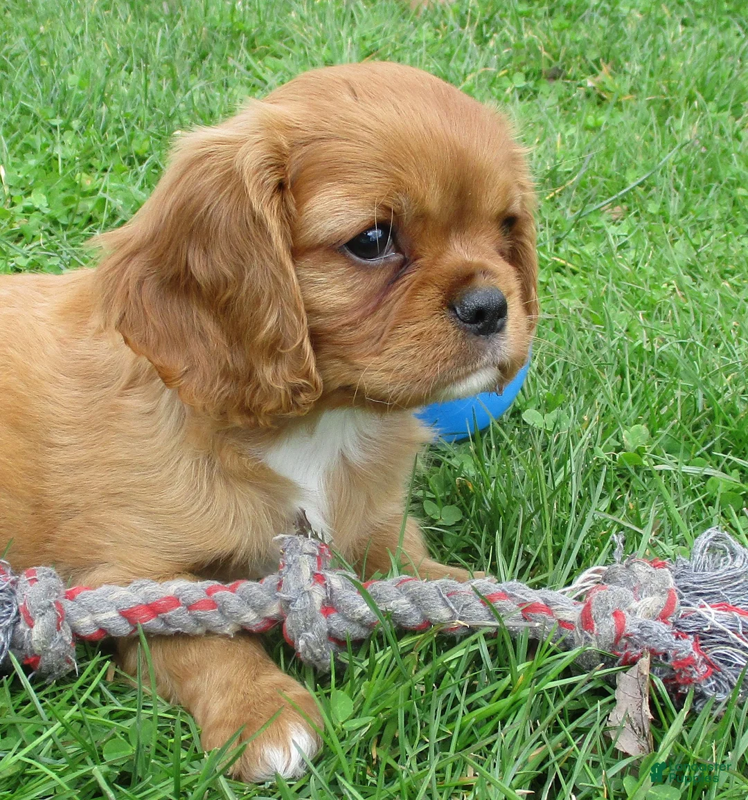 Cavalier King Charles Spaniel dogs for sale: Cruze - Ad 2