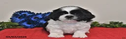 Shih Tzu dogs for sale: Noah - Ad 5