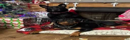 Rottweiler dogs for sale: 2nd Pick Female - Ad 10
