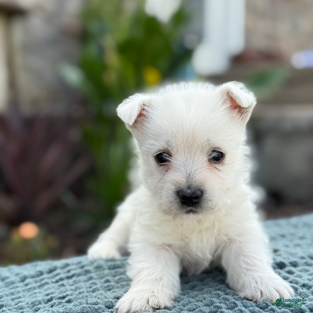 West Highland Terrier dogs for sale: Fancy - Ad 22