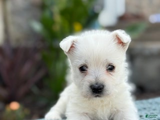 West Highland Terrier dogs - Ad 12