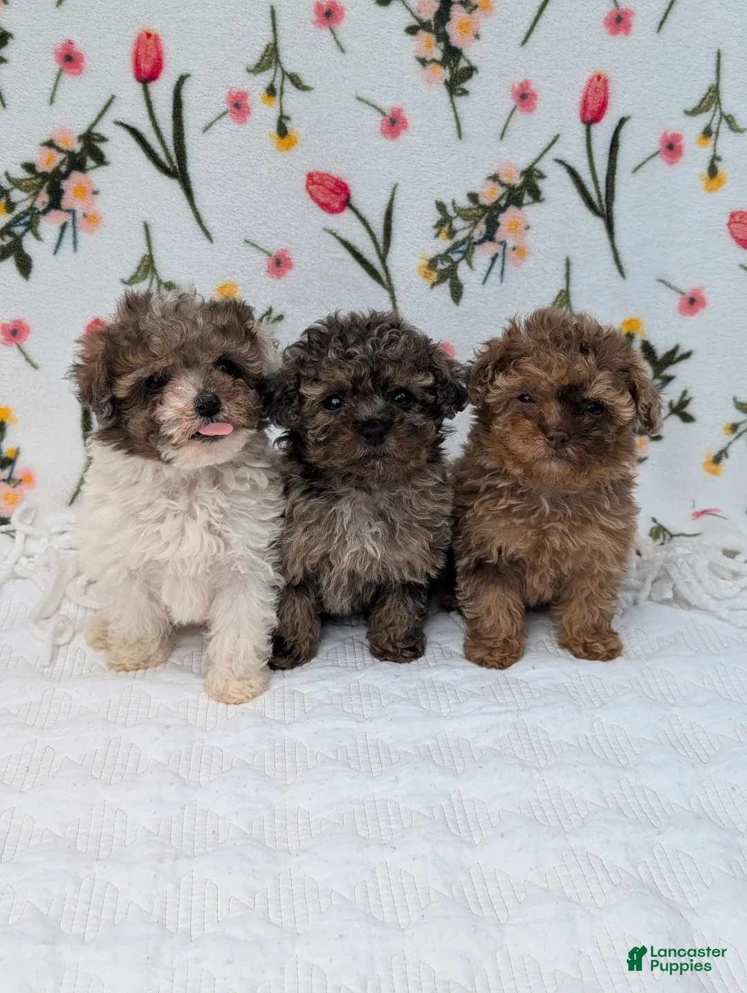 Toy Poodle dogs for sale: Milky-Way  - Ad 7