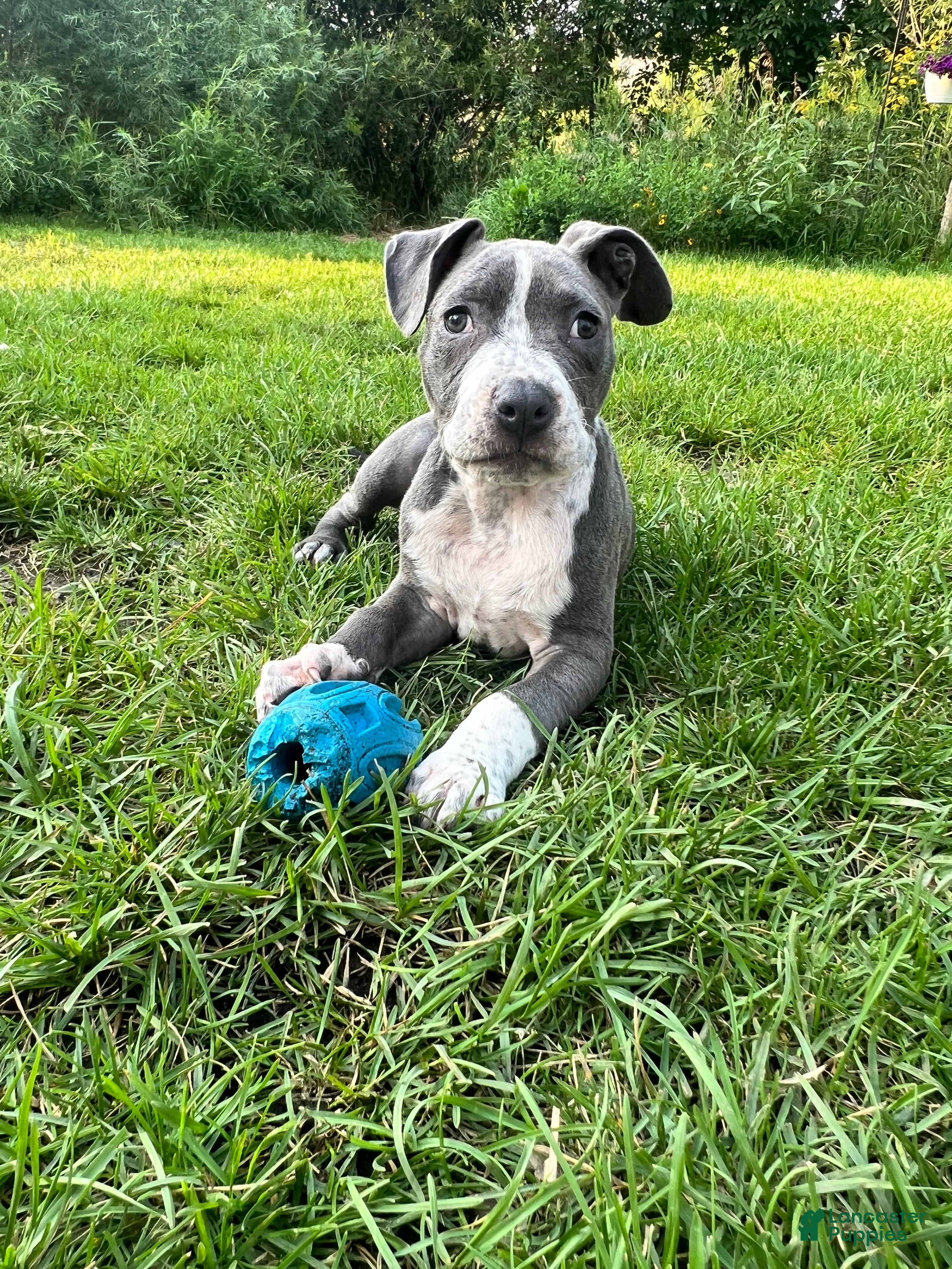 American Pit Bull Terrier dogs American Pit Bull Terrier 2 - Ad 23