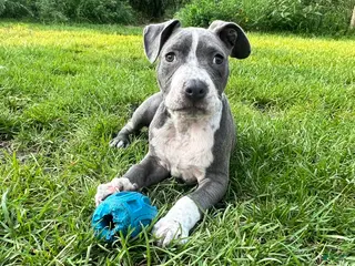 American Pit Bull Terrier dogs American Pit Bull Terrier 2 - Ad 23