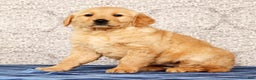 Golden Retriever dogs for sale: Becca - Ad 3