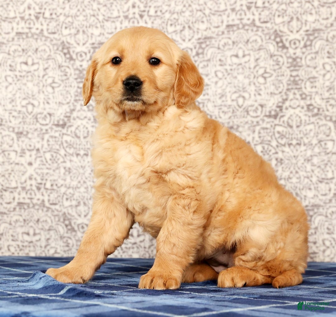 Golden Retriever dogs for sale: Becca - Ad 3