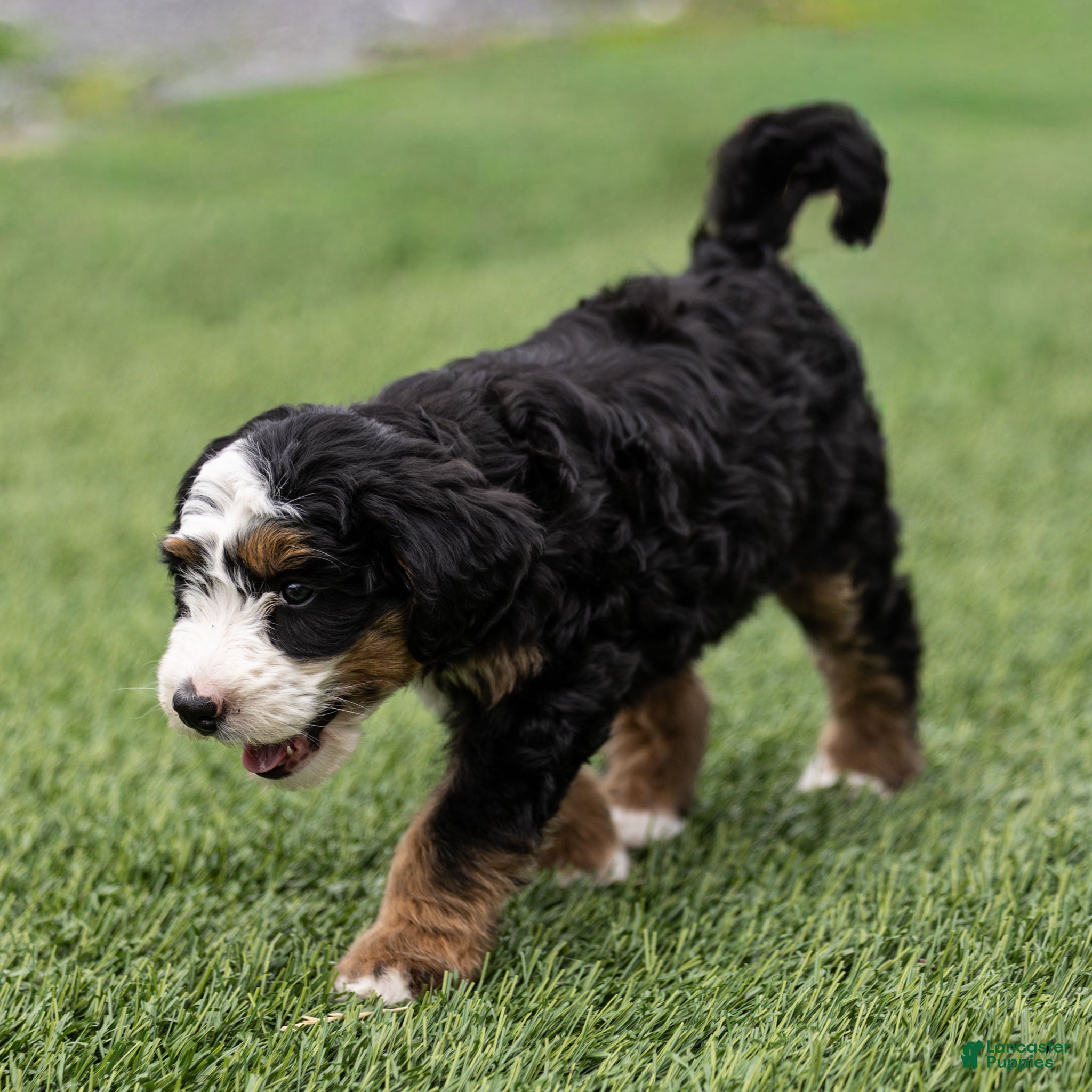 Bernedoodle dogs Pippa Bernedoodle Puppy  - Ad 2