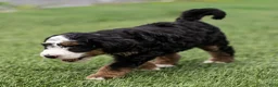 Bernedoodle dogs for sale: Pippa Bernedoodle Puppy  - Ad 6