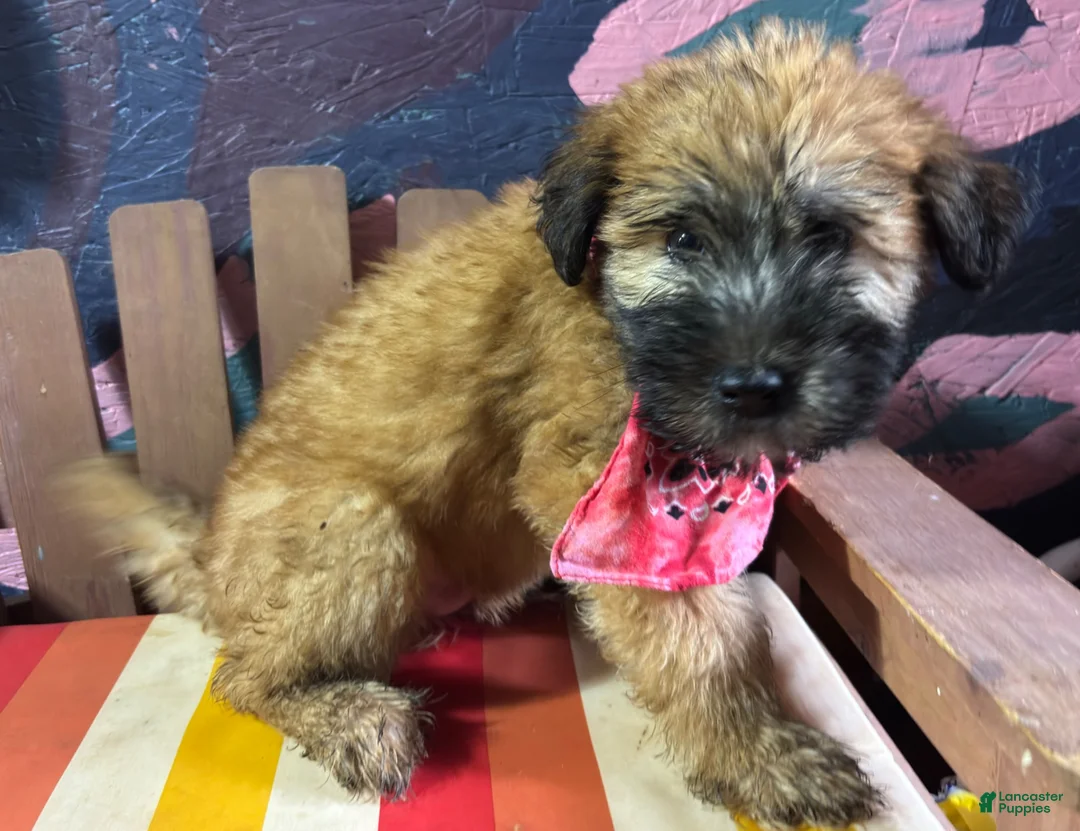 Soft Coated Wheaten Terrier dogs for sale: Alvin - Ad 1