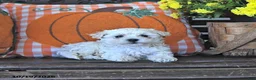 Maltipoo dogs for sale: Randy - Ad 3