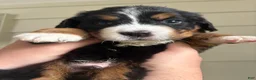 Bernese Mountain Dog dogs for sale: Red - Ad 6