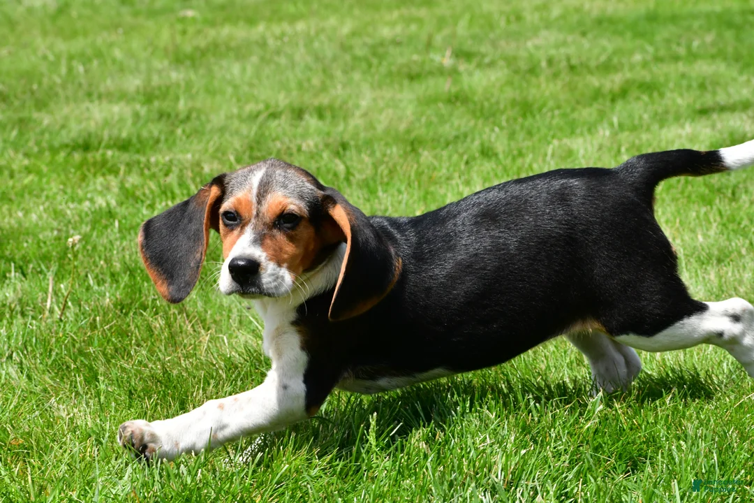 Beagle dogs for sale: Sandy - Ad 8