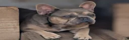 French Bulldog dogs for sale: French Bulldog 2 Lucy - Ad 5