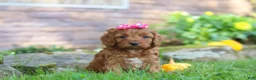 Cockapoo dogs for sale: Magnolia - Ad 3