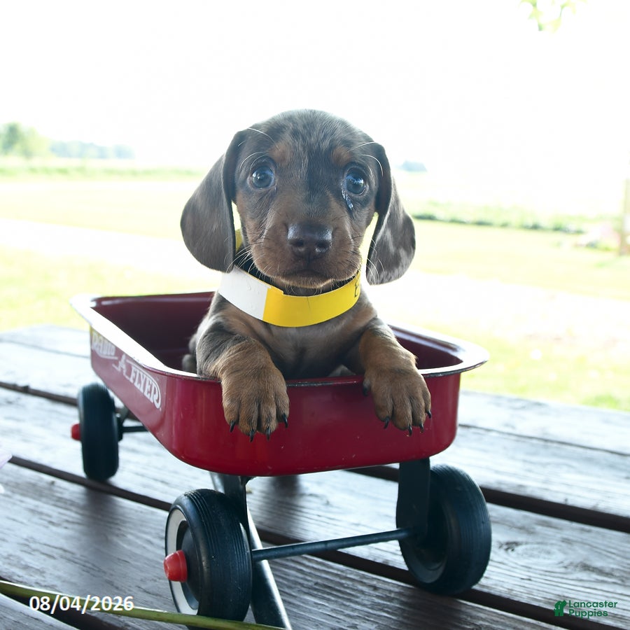 Miniature Dachshund dogs Brody - Ad 2