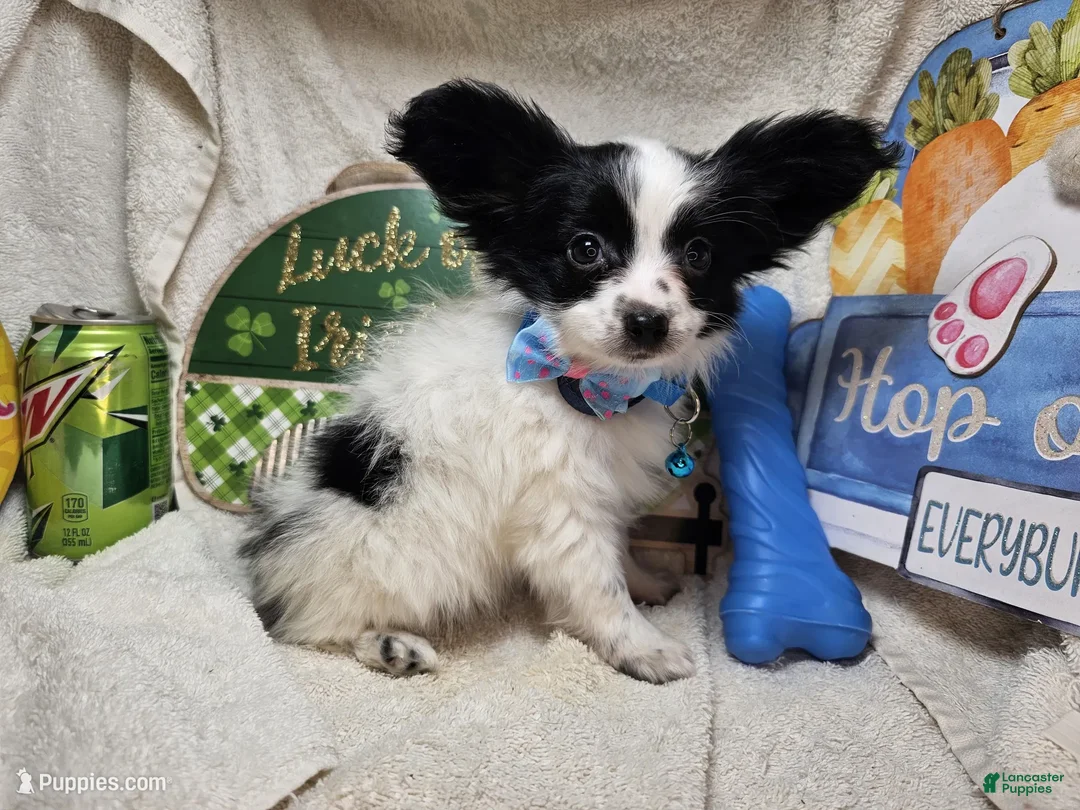 Papillon dogs for sale: Viking the Valiant puppy - Ad 4