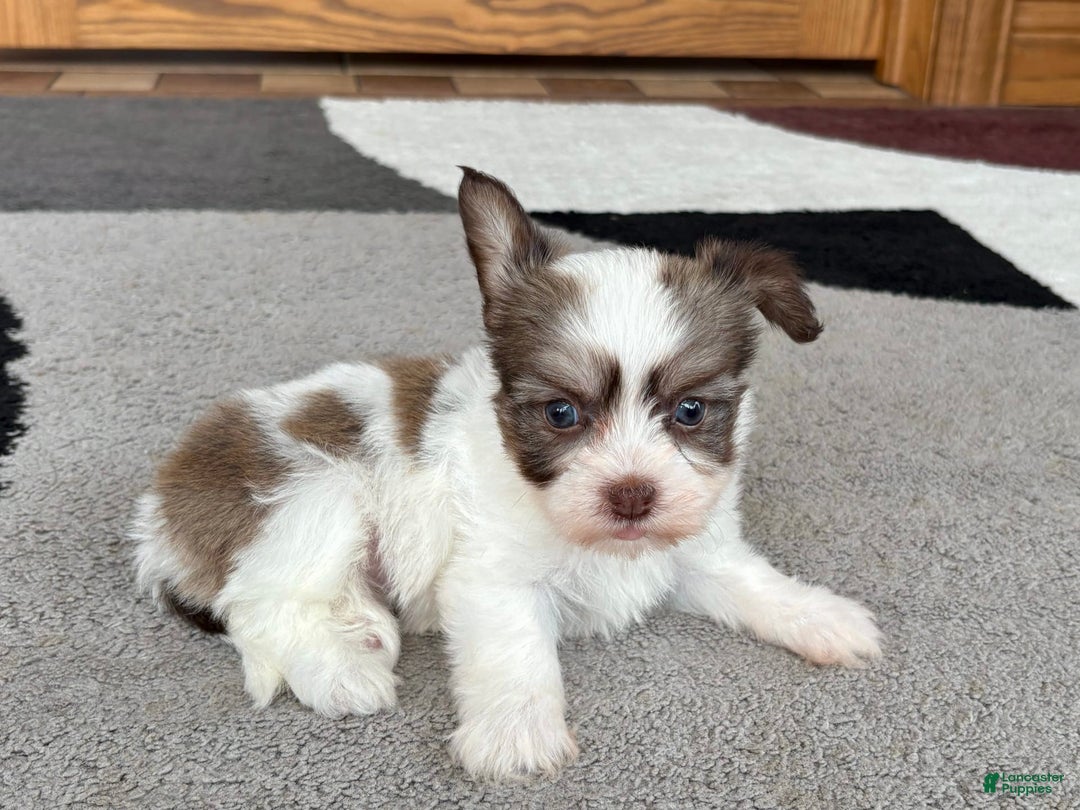Coton De Tulear dogs for sale: Rita - Ad 4