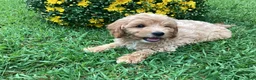 Mini Goldendoodle dogs for sale: Ranger - Ad 4