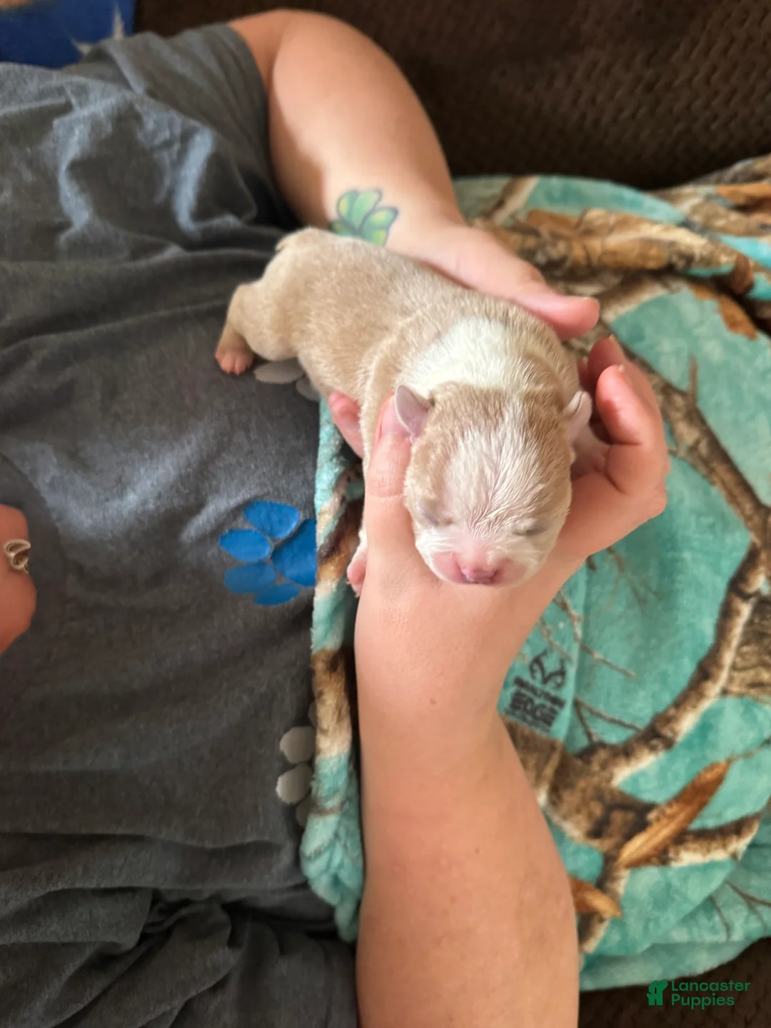 Boston Terrier dogs for sale: Alvin - Ad 2