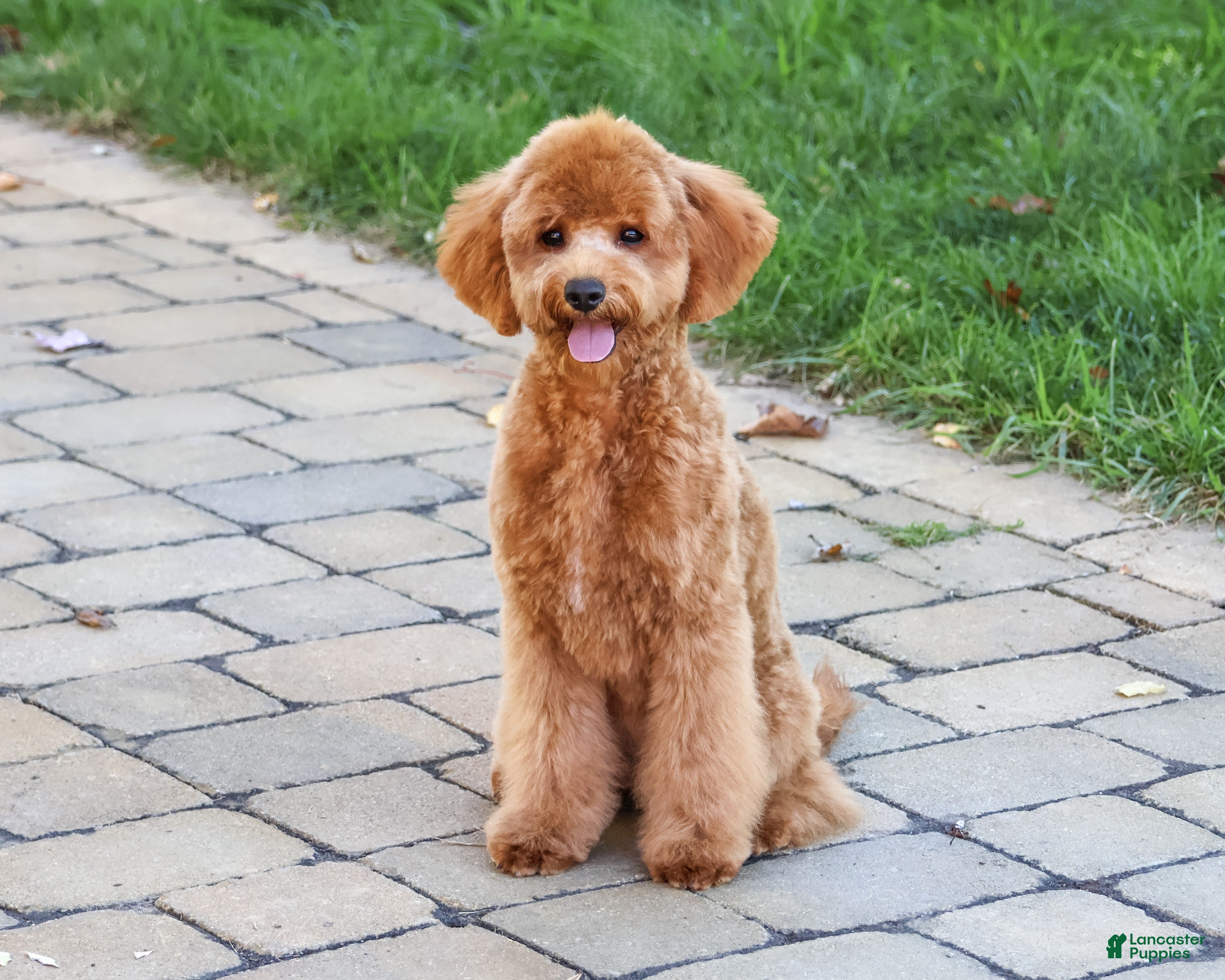 Cavapoo dogs for sale: Chanel - Ad 1
