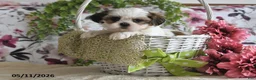 Shih Tzu dogs for sale: Shelby - Ad 3