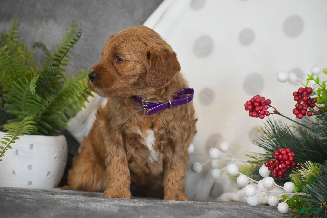 Mini Goldendoodle dogs for sale: Rachel - Ad 10