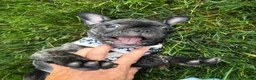 French Bulldog dogs for sale: Amara - Ad 12