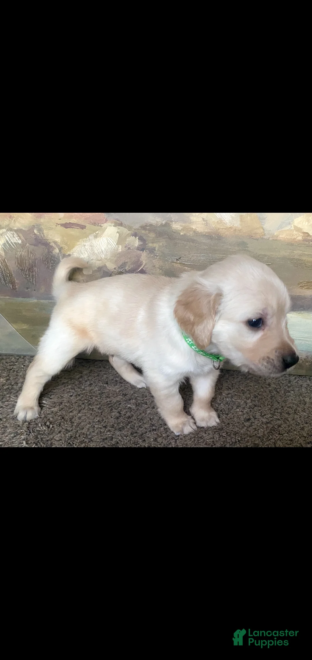 Golden Retriever dogs for sale: Golden Retriever Puppy 2 - Ad 2