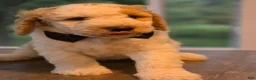 Goldendoodle dogs for sale: Goldendoodle 6 - Ad 3