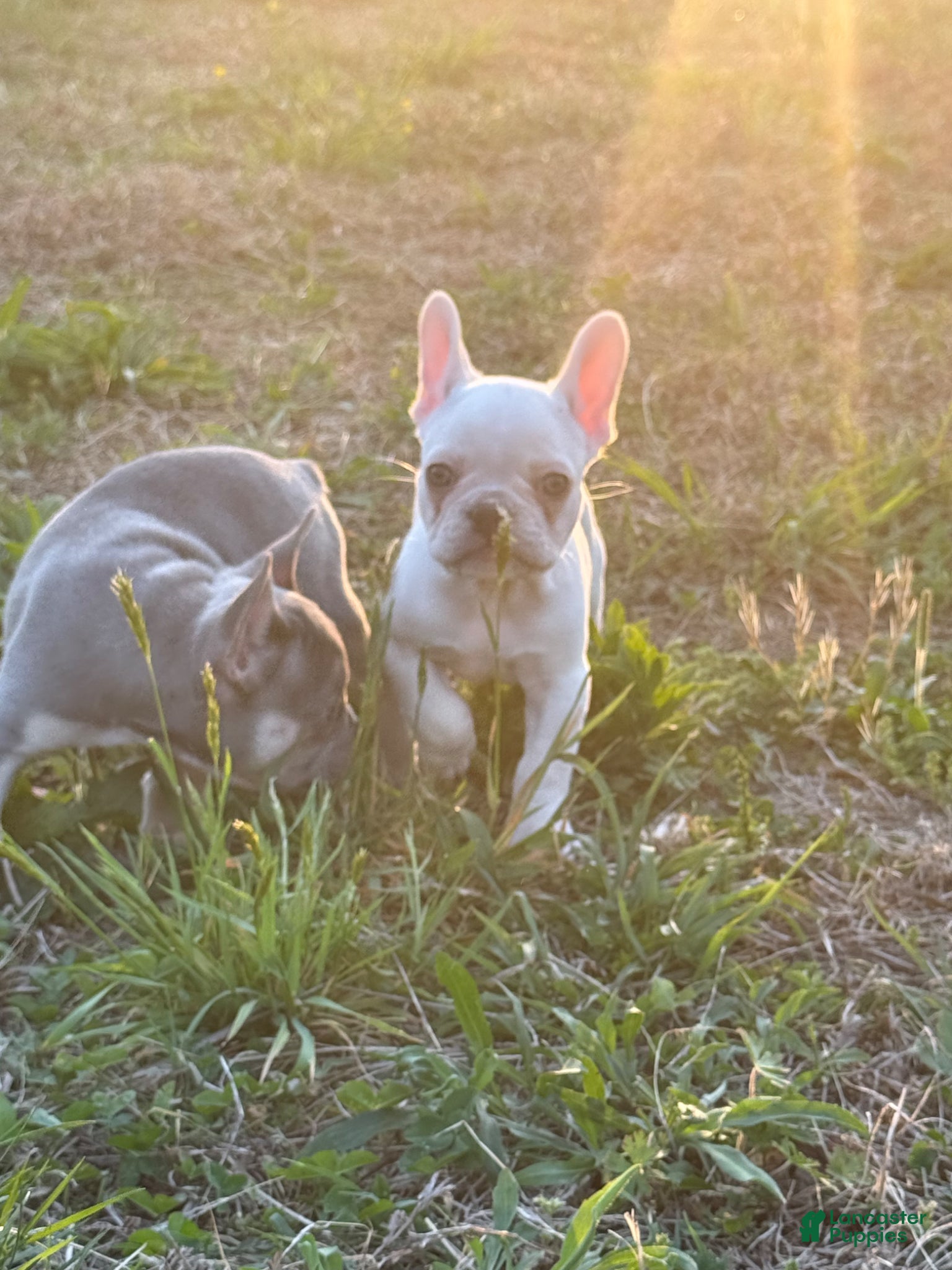 French Bulldog dogs Diesel - Ad 2