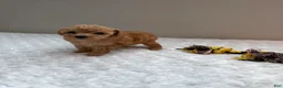 Toy Poodle dogs for sale: Toy Poodle teacup girl  - Ad 4