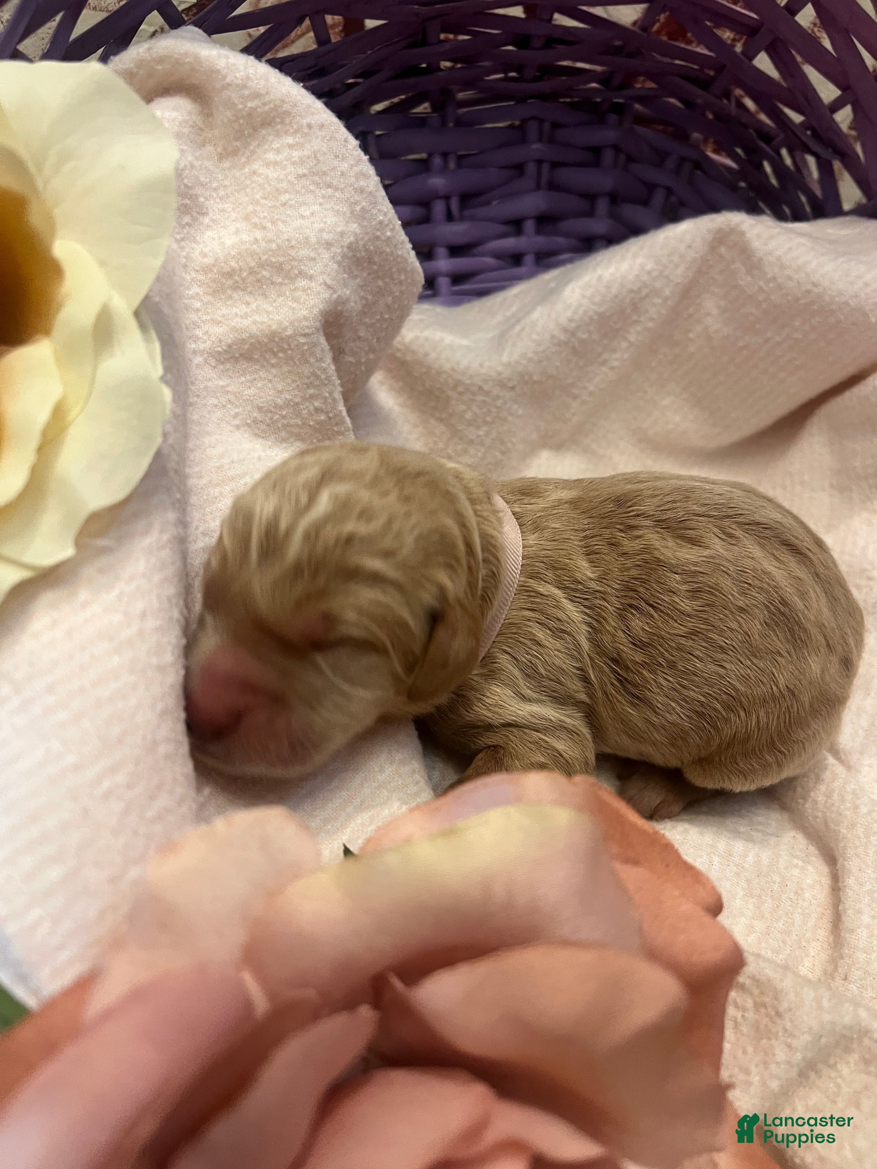 Labradoodle dogs Labradoodle Puppy 7 - Ad 7