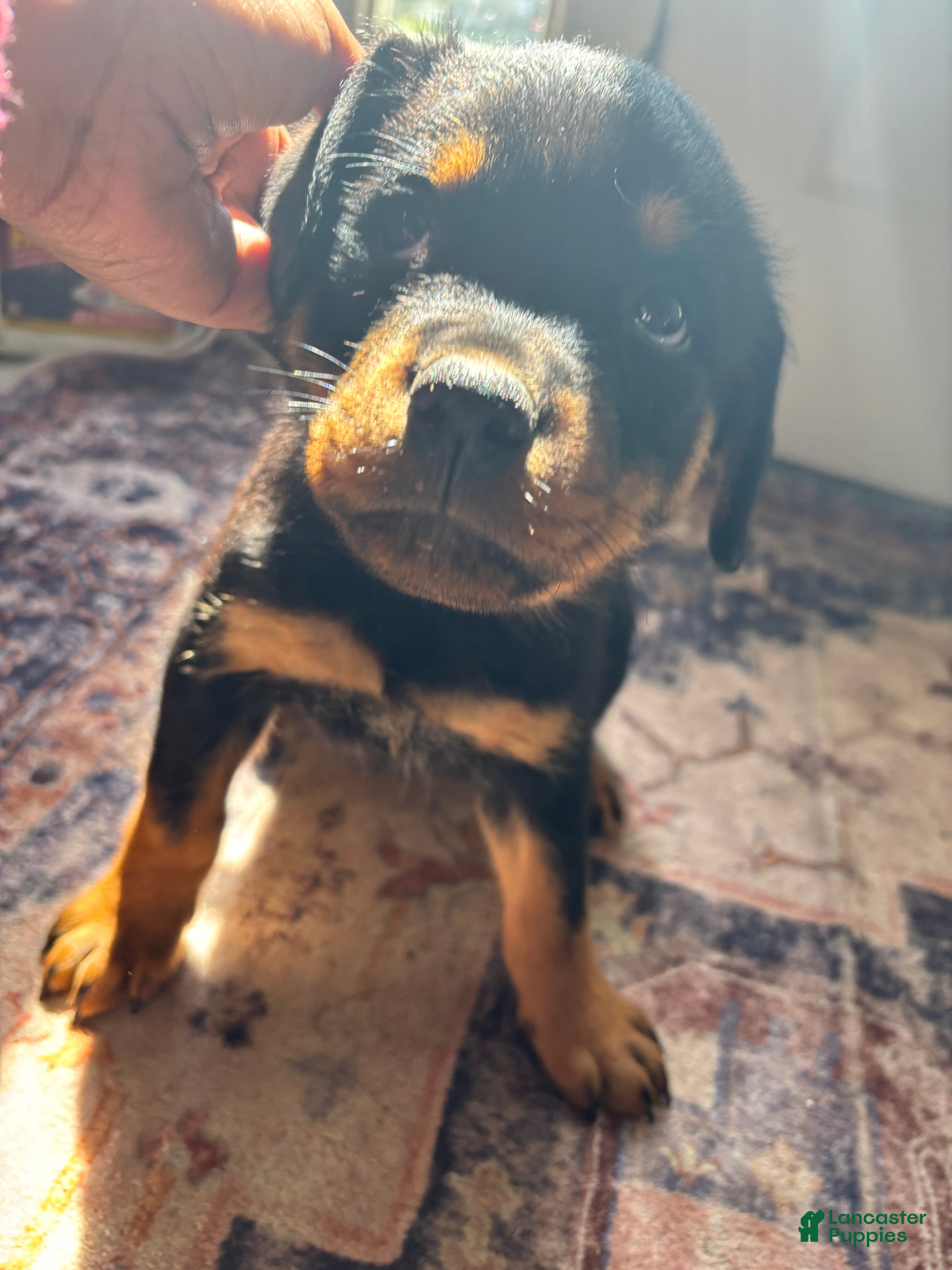 Rottweiler dogs Yellow - Ad 36