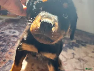 Rottweiler dogs Yellow - Ad 36