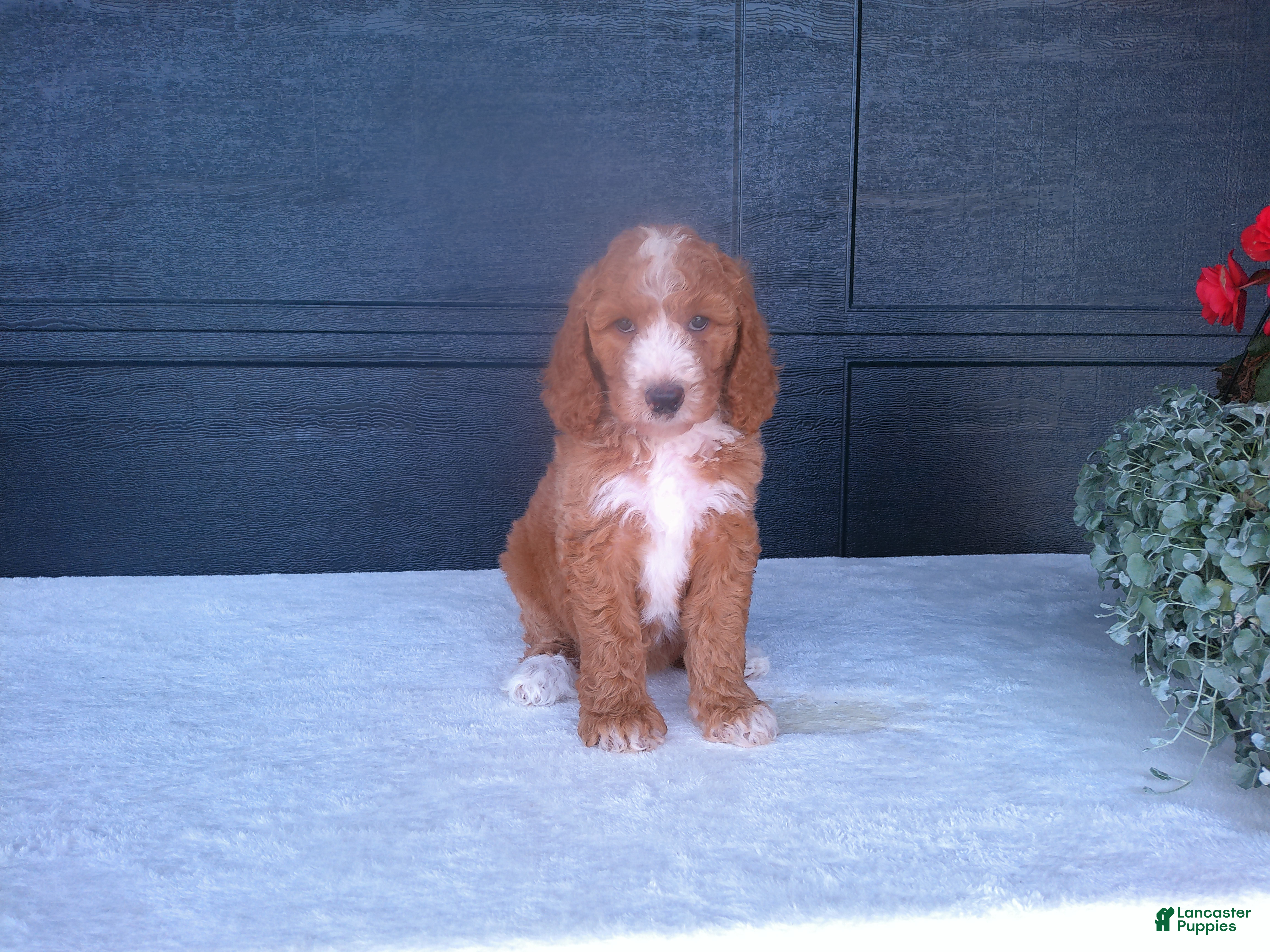 Goldendoodle dogs Kira - Ad 1